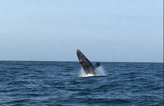 WHALE WATCHING