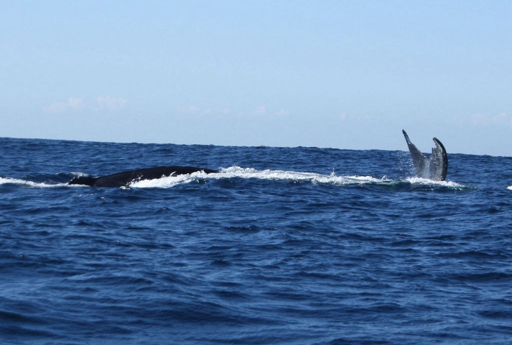 WHALE WATCHING