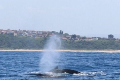 WHALE WATCHING