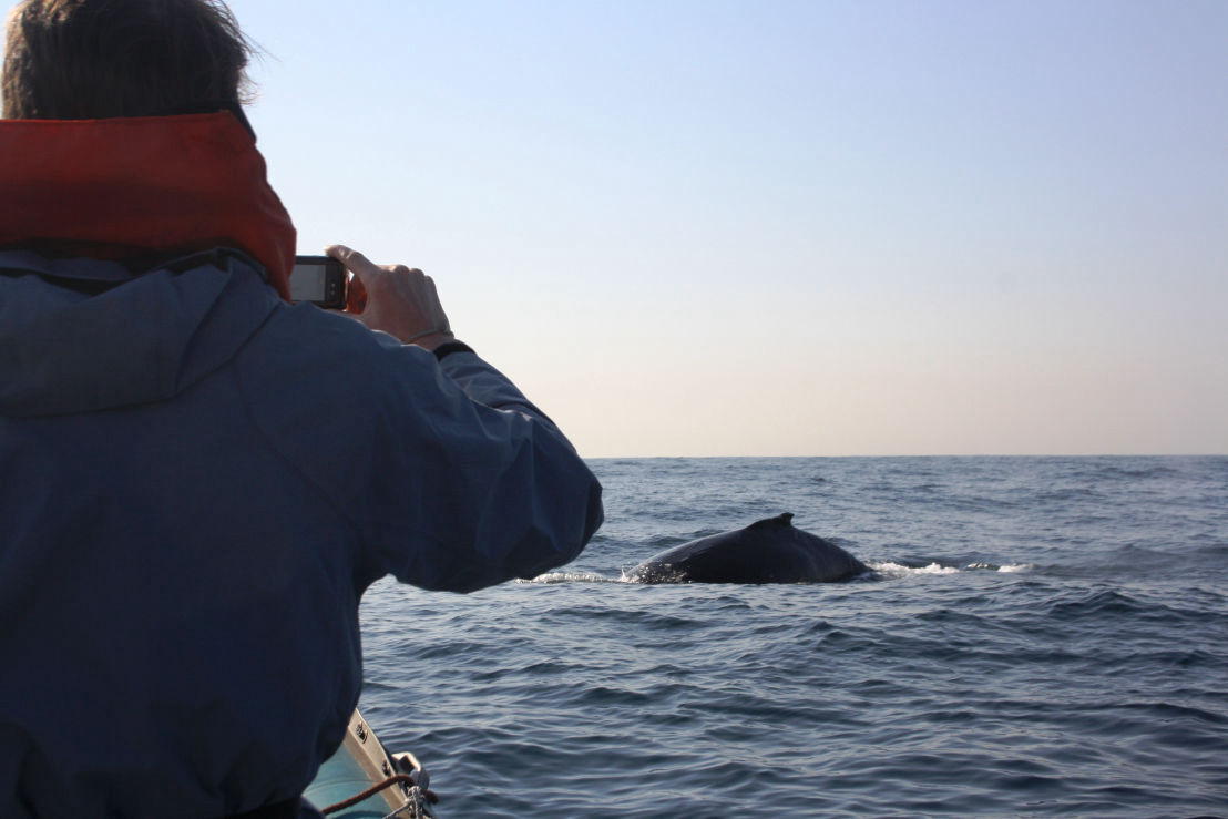 WHALE WATCHING